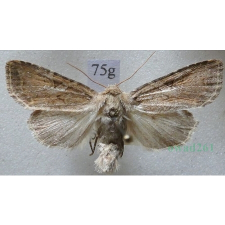Apterogenum ypsillon (Denis & Schiffermüller, 1775) Slovakia75g